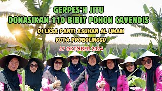 GERPES'H JITU DONASIKAN 110 BIBIT PISANG CAVENDIS DI LKSA YATIM PIATU AL UMAH KOTA PROBOLINGGO