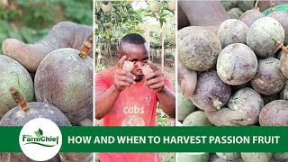 HOW TO HARVEST PASSION FRUIT