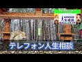 テレフォン人生相談 🌈【恋愛】成長段階に応じて許されないことがあります◆ パーソナリティ：加藤諦三 ◆ 回答者：マドモアゼル・愛（エッセイスト）