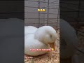 funny duck moments subscribemychannel shorts