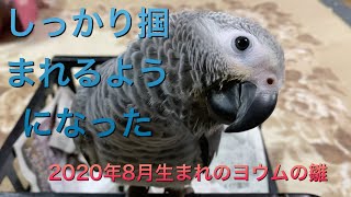 しっかり掴まれるようになった2020年8月生まれのヨウムの雛African Grey Parrot