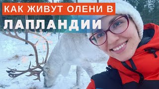 Как живут олени в Лапландии