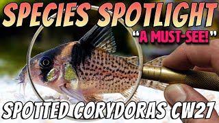 Spotted Corydoras CW027 - Rare Aquarium Catfish