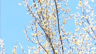 Season allergies delayed by fluctuating temperatures in Chicago area