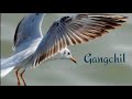 Seagull birds || gangchil sea sky king | গ্যাংচিল