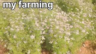 my farm🌅. ધાણા માં દવા નું કામ.... my farming