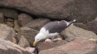 Goéland marin (Larus marinus) Great Black-backed Gull