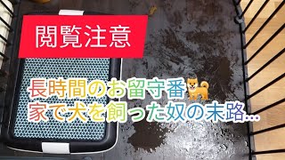 【甲斐犬 ぎん＋ちよ】閲覧注意💩とか映ってます！苦手な方はご遠慮下さい🙇