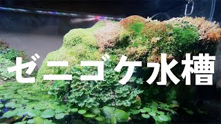 ゼニゴケが生える水槽紹介