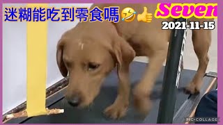 拉布拉多seven與老四2021-11-15直播❤️♥️💕Labrador seven#寵物拉拉 #老四 #queenlee