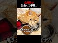 少女は玄関に猫を見つけ、それを引き取った