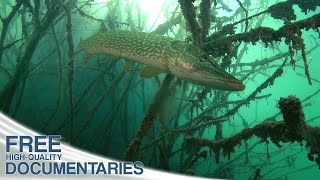 The Fascinating Wildlife in Deep Mountain Lakes | Full Documentary