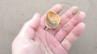 Knochen, exotische Muscheln und Schnecken am Elbstrand in Stade Bassenfleth mit Sohnemann sammeln