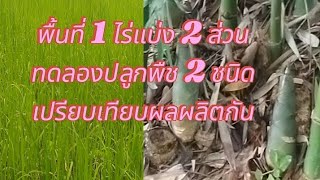 พื้นที่ 1 ไร่ #ทดลองปลูกไผ่กับการทำนาปี #เปรียบเทียบผลผลิต และ รายได้