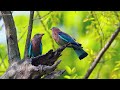 lovely birdsong therapy 💖 healing sounds for love peace u0026 emotional balance ~ soothing melodies 🎵