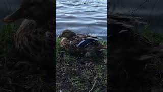 【貴重映像】うたた寝するカルガモの奇麗な翼鏡を見る🦆💤😃#Shorts【野鳥動画】