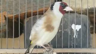 balcanica carduelis