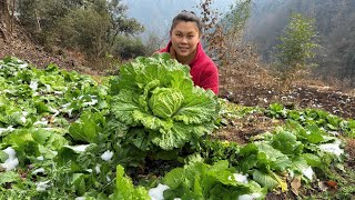 今天摘了很多菜苔和白菜做一餐好吃的 picked a lot of vegetables to make a delicious meal