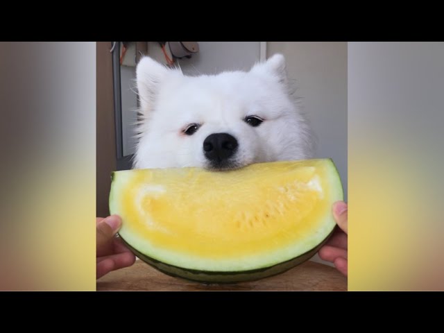 Dog Eating Watermelon Unleashing The Sweet Secrets Of Feeding Melon To