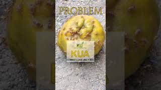 KUA Fruit Fly Trap