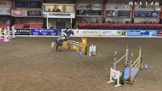 Chacawn diamond at cavan autumn 2019