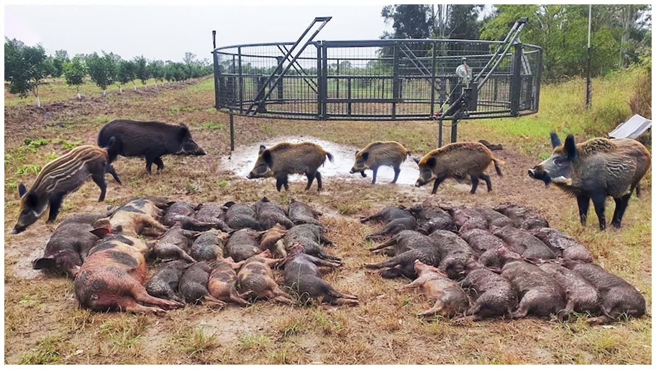 How Do Farmers And Hunters Deal With Millions Of Wild Boars Goat