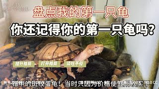 盘点你的第一只龟！还记得你的第一只龟是什么吗？