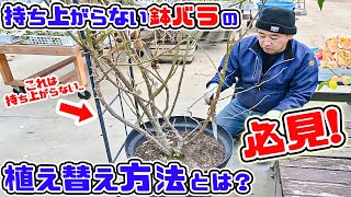 必見!【持ち上がらないほど大きな鉢バラ】を植え替える方法とは!?【高木大輔さん】