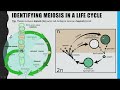 meiosis a level biology how crossing over and independent segregation introduce genetic variation