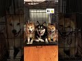 three very happy shiba inus in jail