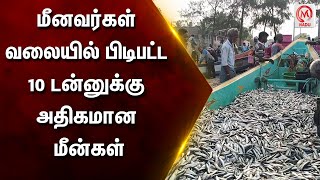 மீனவர்கள் வலையில் பிடிபட்ட 10 டன்னுக்கு அதிகமான மீன்கள் | Chengalpattu | Fisherman | M Nadu