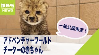 一般公開未定！チーター赤ちゃんの愛くるしい姿　アドベンチャーワールドで１５年ぶり誕生(2021年8月20日)