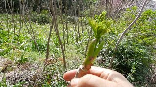 2022/03/27  　 山菜採り　タラの芽(やや伸びすぎ)