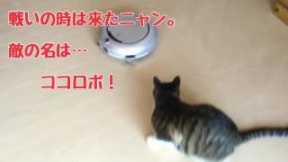 猫のまるおとココロボの戦い