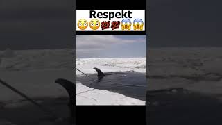 Orca Friert im Eis ein, doch Forscher können ihm sensationell das Leben retten!