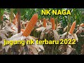 JAGUNG NK TERBARU !! The newest nk corn