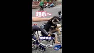 路邊驚見可愛歐告！乖乖坐腳踏車動也不動 #Shorts