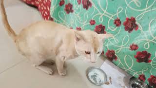 আমাদের বিড়াল কোন খাবার ভালোবাসে / Cat food / #cuteanimal #catlover #cat