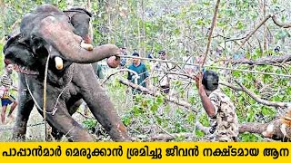 മെരുക്കാൻ ശ്രമിച്ചു ജീവൻ നക്ഷ്ടമായ ആന  aaralam siva elephant | Aanakkaryam