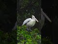 pelican conservation protecting these incredible birds