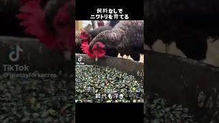 飼料なしでニワトリを育てる