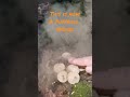 How a Puffball Mushroom Spreads its Spores