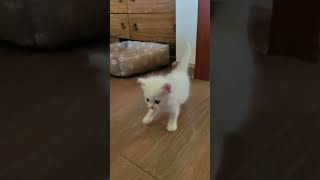 A small white kitten walks around the room. #cats