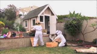 Vanishing of the Bees - Honeybee Rescue