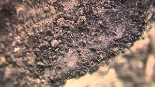 Real World: What Is Soil Moisture?