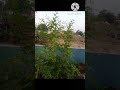 isn t it good to have parijatham tree at home shorts ytshorts parijatham tree