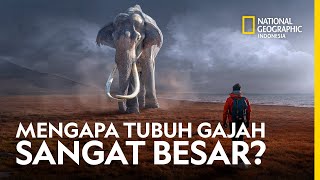 Cerita di Balik Besarnya Tubuh Gajah