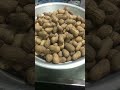 வறுத்த கடலை roasted peanuts shorts