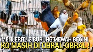 GAWAT ! HARGA BURUNG PASARAN KENARI DAN MURAI BATU APAKAH BAKAL KAYA BURUNG LOVEBIRD