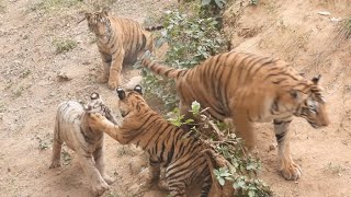 Tigress with Three Beautiful Cubs | Zoological Park